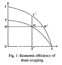 Economic efficiency of share cropping