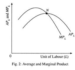 Average and Marginal Product